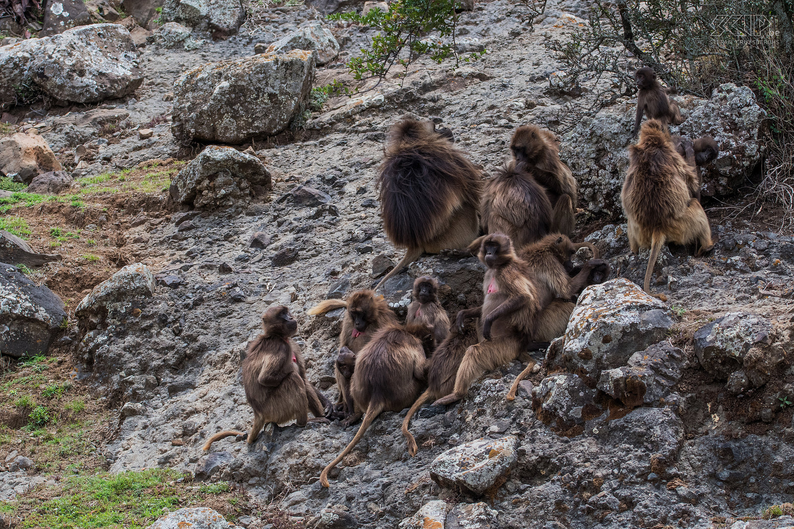 Debre Libanos - Geladas The last day we visited the Jemme River Gorge near Debre Libanos that is located north of Addis Abeba. Near the Portuguese Bridge we could observe various groups of the endemic and remarkable gelada baboons (Theropithecus gelada) Stefan Cruysberghs